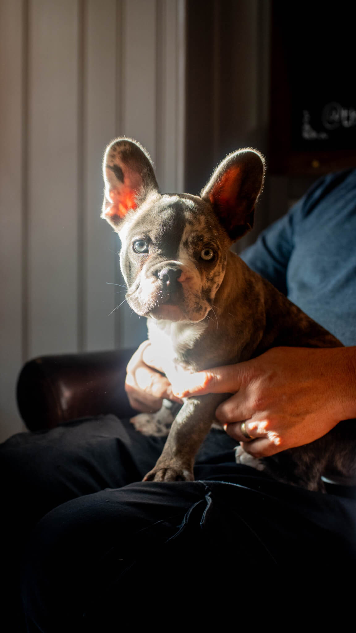 Goose Fulham Paws sit and relax scaled